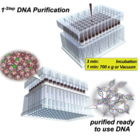 nexttec 1-step DNA Isolation Kit for Bacteria - cleanPlates96